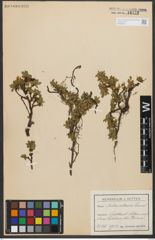 Foto von Salix retusa L.